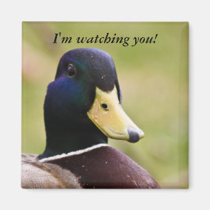 Divertido le estoy mirando Duck el imán del