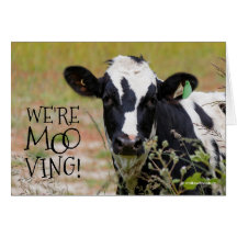 Divertido "¡Somos Moo-ving!" Vaca de Invitación mó