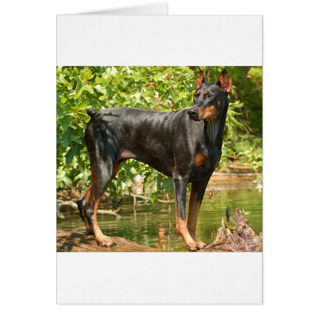 Doberman (Frente)