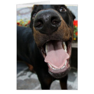 doberman-Close.png