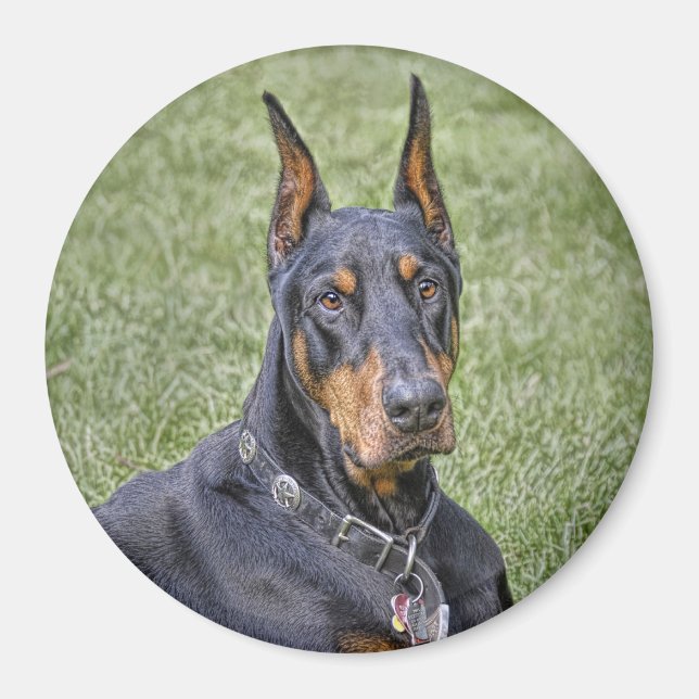 Doberman en el imán de hierba (Frente)