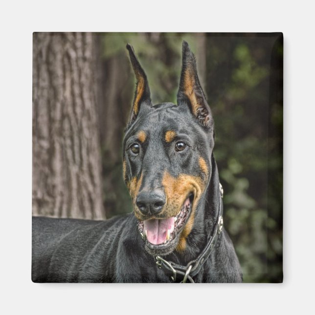 Doberman en el imán forestal (Frente)