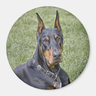 Doberman en imán de la hierba