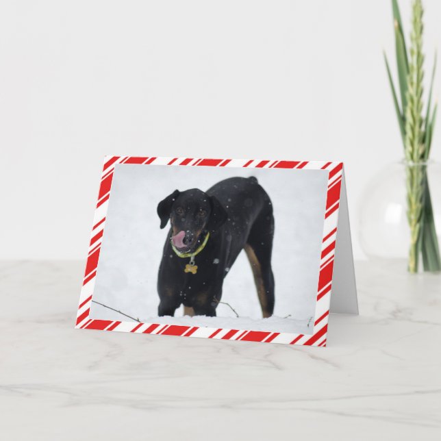 Doberman lindo en tarjeta del día de fiesta de la (Anverso)