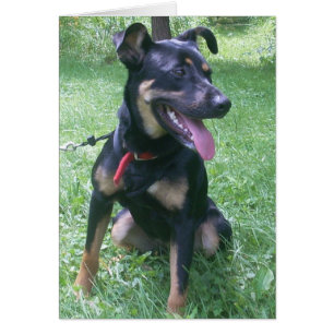 Doberman Mix Puppy