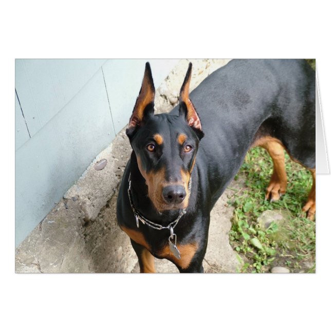 Doberman Pincher (Anverso (Horizontal))