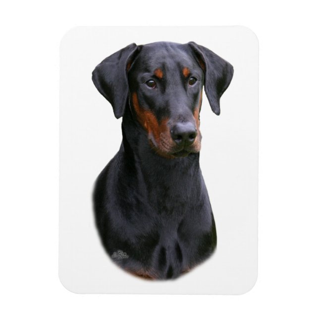 Doberman Pinscher - imán de orejas naturales negra (Vertical)