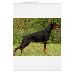 doberman pinscher negro lleno
