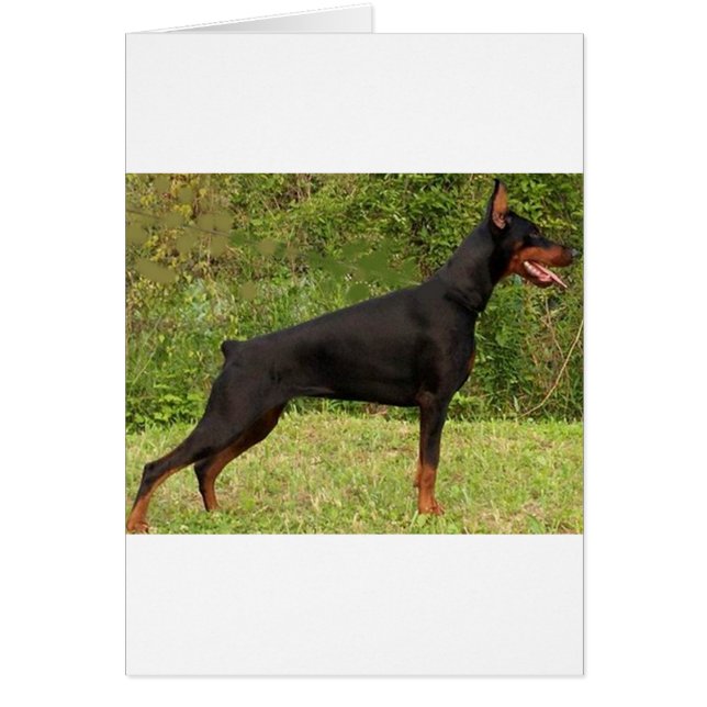 doberman pinscher negro lleno (Frente)
