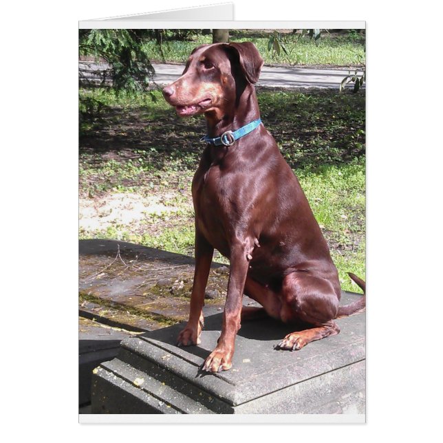 doberman rojo (Frente)