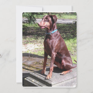 doberman rojo.png