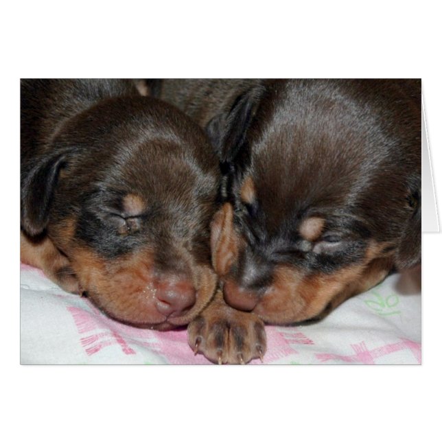 Doberman Sleeping (Anverso (Horizontal))