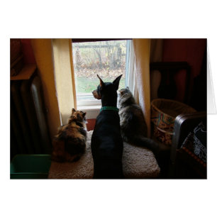 Doberman y gatos