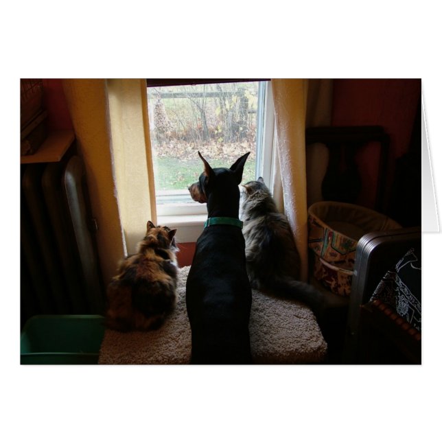 Doberman y gatos (Anverso (Horizontal))