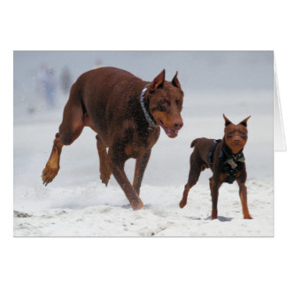 ¡Doberman y Pin del minuto - MIRADA! ¡Un mini yo!