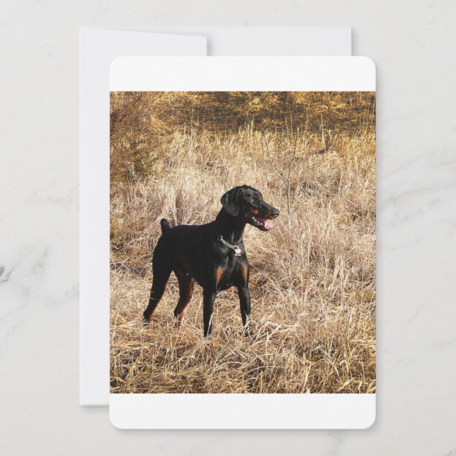 Dobermann_Bruno.png (Anverso)