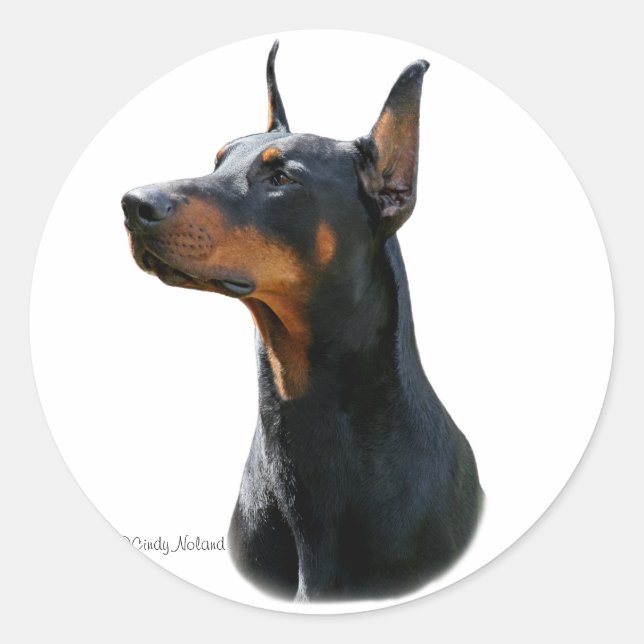 Dobermann Pinscher jefe Pegatina negro (Anverso)