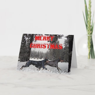 Dobermans del navidad de la nieve
