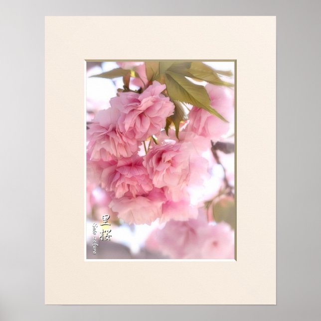 Doble Flor de Cerezo: Sato-zakura Póster (Frente)