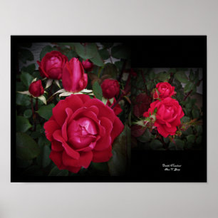 Doble Knockout Red Shrub Rosa arte de pared por St