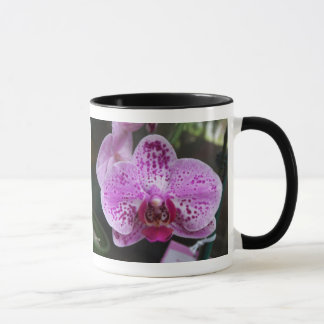 Doble púrpura de la orquídea con la taza del