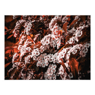 Documento de ampliación de la foto