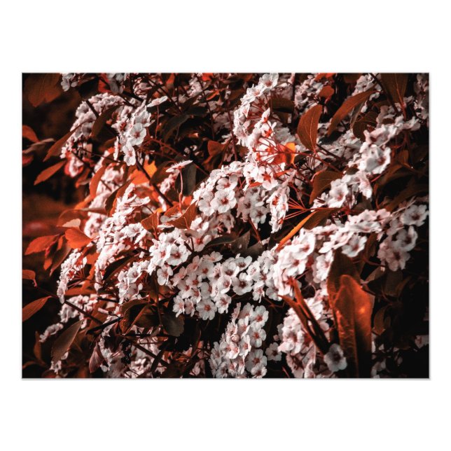 Documento de ampliación de la foto (Frente)