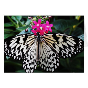 Documento de arroz sobre rosa