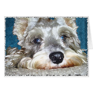 DOD: Mini Schnauzer alemán tan lindo