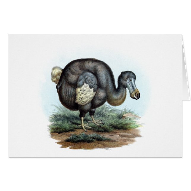 Dodo (cucullatus del Raphus) (Anverso (Horizontal))
