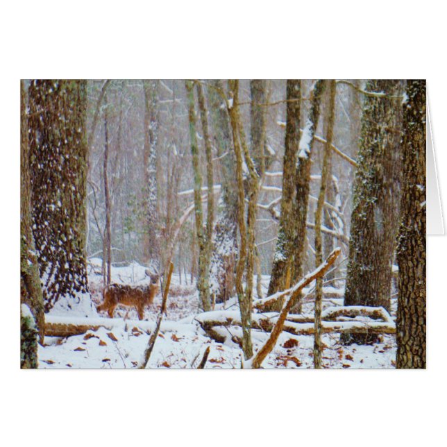 Doe in the snow, Deer in Lake Arrowhead (Anverso (Horizontal))