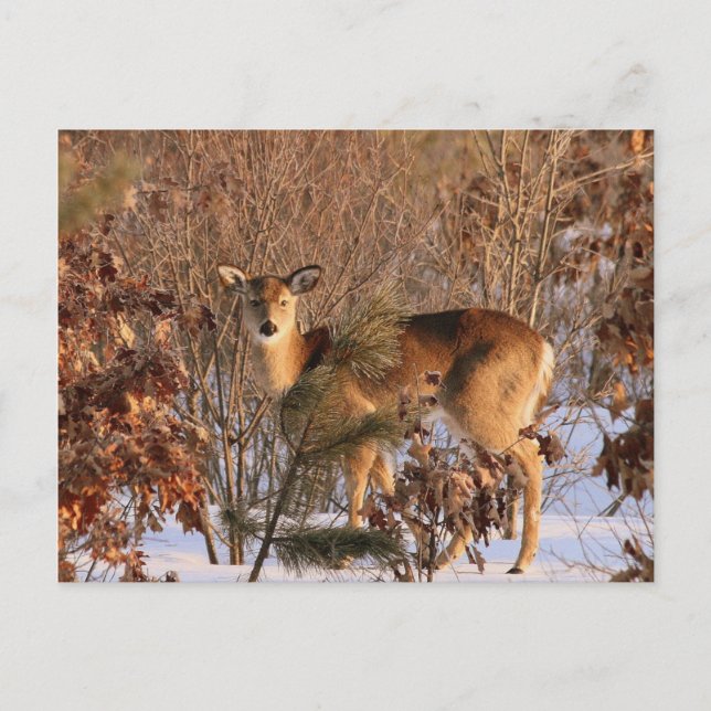 Doe - Tarjeta de postal Michigan Wildlife (Anverso)