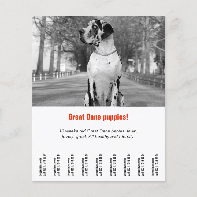 dog flyer template printable (Frente)