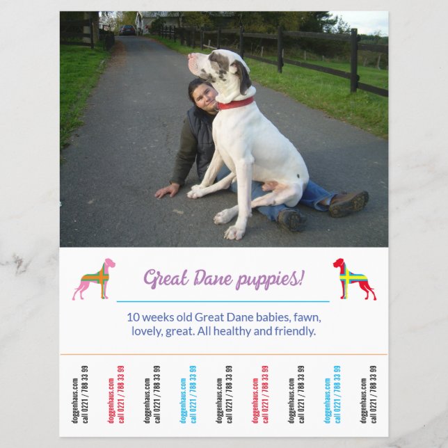dog flyer template printable (Frente)
