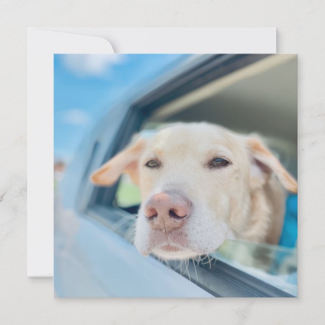 Dog Hanging Out Car Window Sunny Day Flat Card (Anverso)