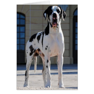 Dogge alemán, abigarrado, arlequín, Great Dane,