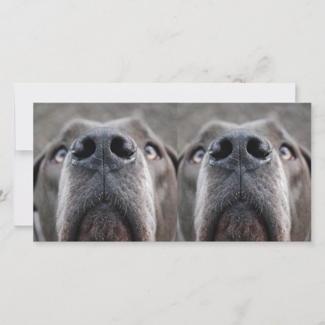 Doggennasa (Anverso)