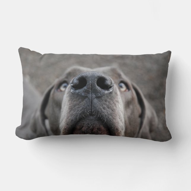 Doggennase almohada (Anverso)