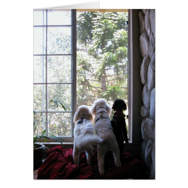 Doggies en la ventana (Frente)