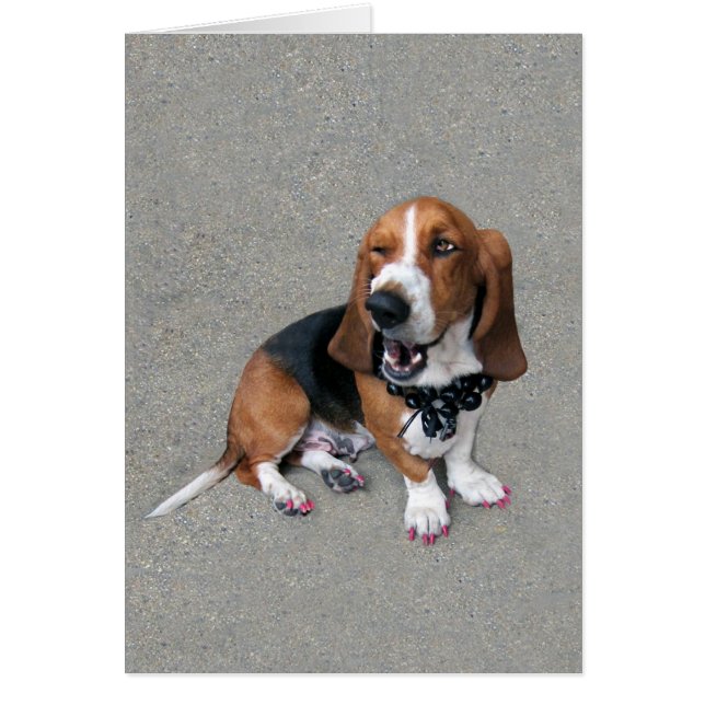 Doggone lindo (Frente)