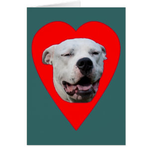 Dogo Argentino sonriente