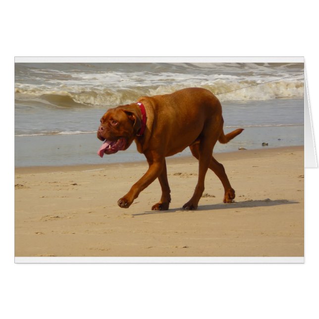 dogue de bordeaux (Anverso (Horizontal))