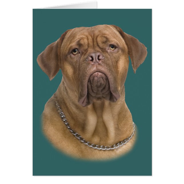 Dogue De Bordeaux Portait (Frente)
