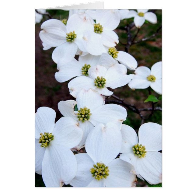 Dogwood (Frente)