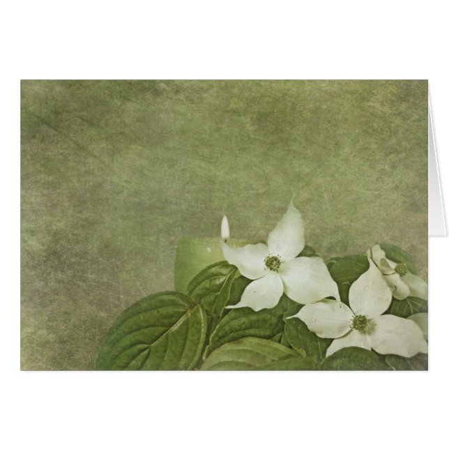 Dogwood (Anverso (Horizontal))