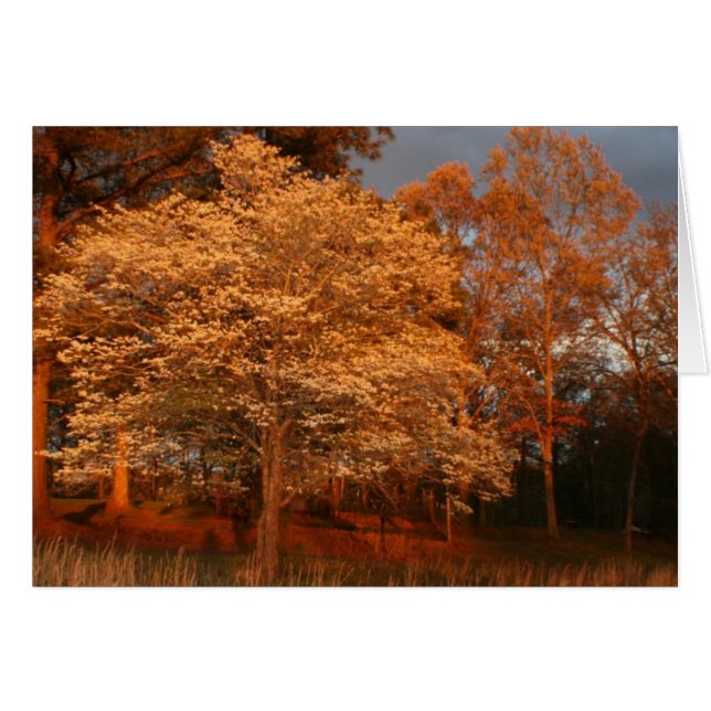 dogwood2 (Anverso (Horizontal))