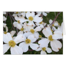 Dogwood blanco florece tus tarjetas de mensaje