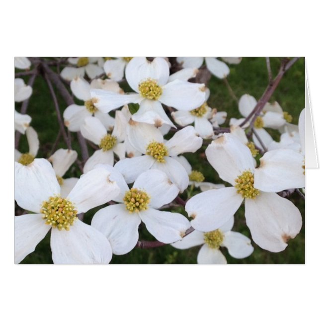 Dogwood blanco florece tus tarjetas de mensaje (Anverso (Horizontal))