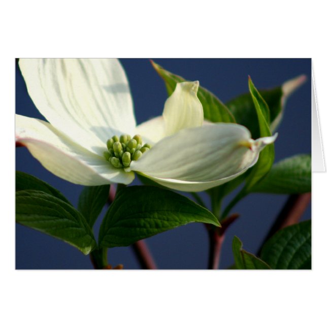 Dogwood Bloom (Anverso (Horizontal))