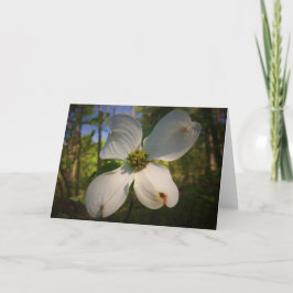Dogwood Blossom, tarjeta